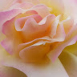 Meet your Posher, Andromedia